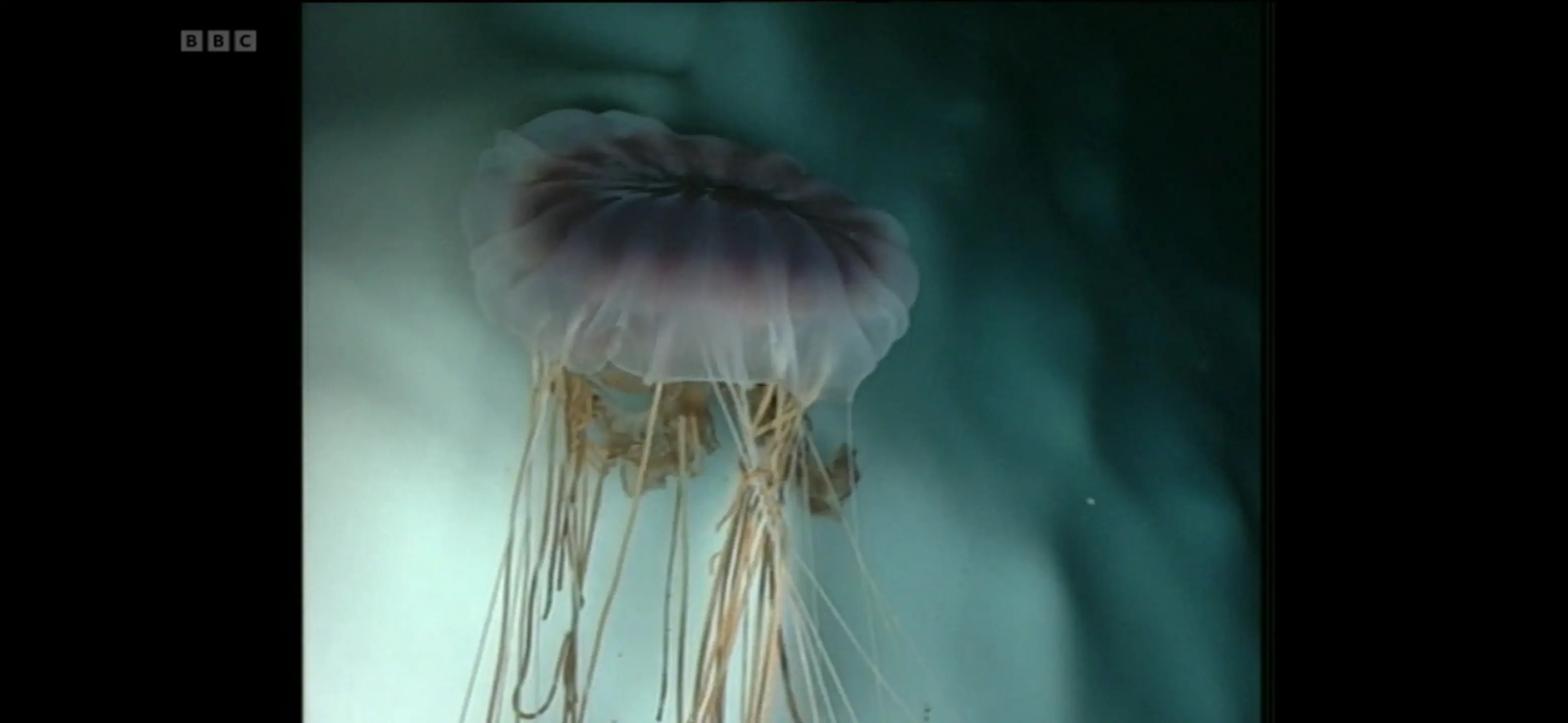 Jellyfish (Desmonema gaudichaudi) as shown in Life in the Freezer - The Big Freeze